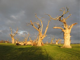 The Petrified Oaks