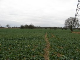 Field nr Patten's Farm