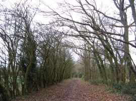 Lane nr West Hanningfield