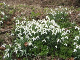 Snowdrops