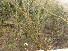 Thames and Severn Canal nr Coates