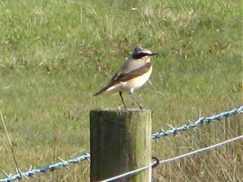 Wheatear nr Manorbrook Lake