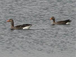 Greylag Geese