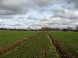 Thames Path nr Upper Inglesham