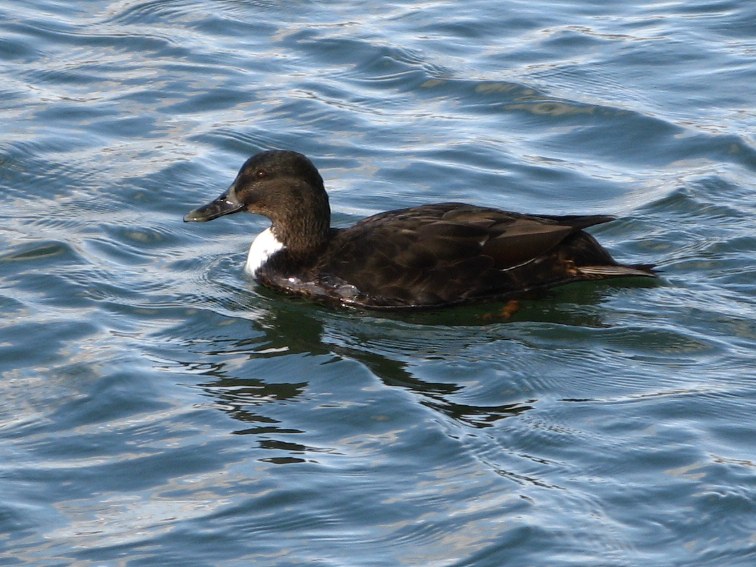 A duck on river