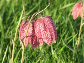 Snake's Head Fritillary flowers