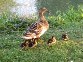 Ducklings