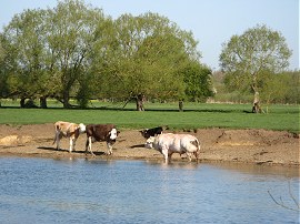 Thames between Cricklade and Castle Eaton