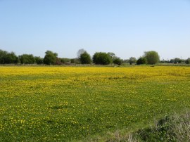 Field of Dandelions