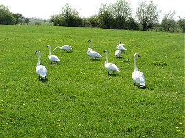 Swans beside the River Thames