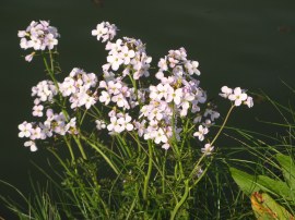 Cuckoo Flower