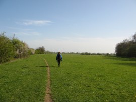 Meadow below Wythham Hill