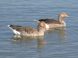 Greylag geese