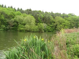 River Thames, Lower Radley