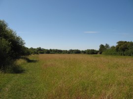 Meadow besides the Thames