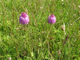 Orchids