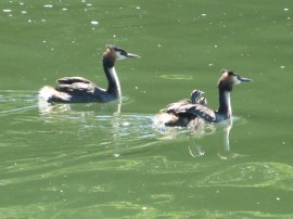 Great Crested Grebes