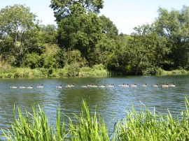 Line of geese on the river