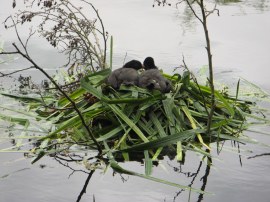 Nesting Coots