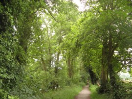 Path heading towards Maidenhead