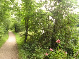 Thames Path below Maidenhead