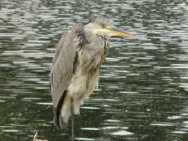 Heron