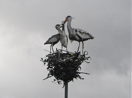 Heron Sculpture