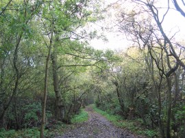 Woodland nr Westways Farm