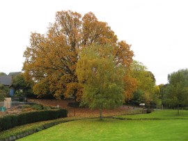 Oak tree by St Mary's church