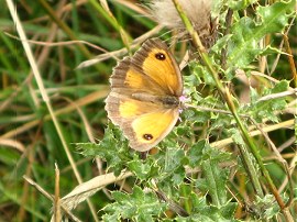 Gatekeeper Butterfly