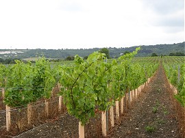 Vineyard nr Eccles