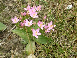 Pink Flowers