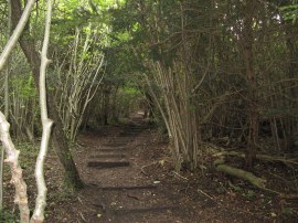 Path, Boxley Warren Nature Reserve