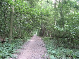Path through Boxley Wood