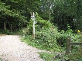 Path through Boxley Wood