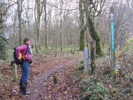 Entering a patch of woodland