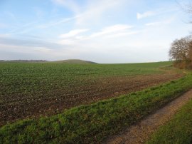 Great Litchfield Down