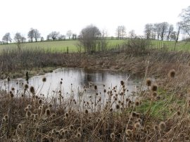 Frozen Pond