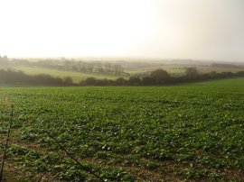 Fields nr Cottington Hill