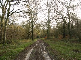 Frith Wood