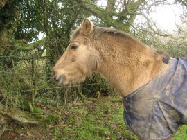 Friendly, and pretty, horse