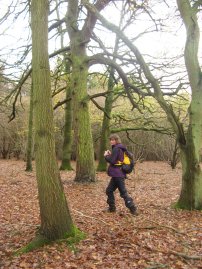 Woodland besides the A30