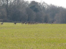 Deer nr Lower Abbotstone Wood