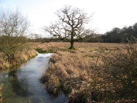 River Itchen, nr Cheriton