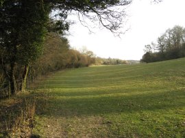 Field nr Cheriton