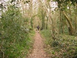 Path nr Shere Copse