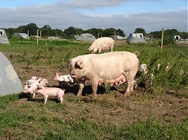 Closewood Piggeries