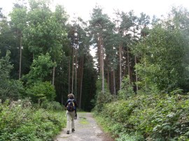 Newlandsmoor Coppice