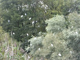 Egrets Roosting