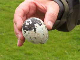 The large bird egg